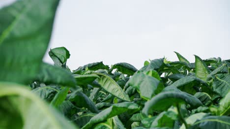 Grüne-Tabakplantage.-Blätter-Wiegen-Sich-Im-Wind