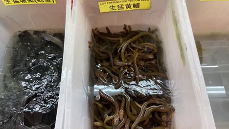 Lebende-Gelbe-Süßwasseraale-Und-Welse,-Die-Auf-Einem-Lokalen-Nassmarkt-In-Singapur,-Chinatown,-Verkauft-Werden