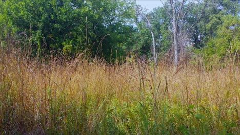 Still-Shot-of-Towering-Grass-in-the-middle-of-the-forest