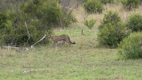 A-female-cheetah-weaves-through-dense-clumps-of-acacia-bushes,-Kruger,-South-Africa,-Acinonyx-jubatus-jubatus