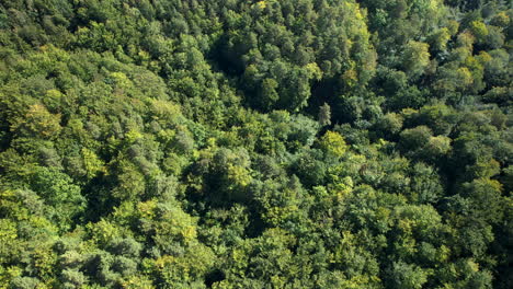 Top-down-aerial---green-yellow-mixed-forest-in-the-early-stage-of-autumn---central-part-of-Europe