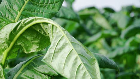 Close-up-shot-of-old-tobacco-leaves-swaying-on-the-wind