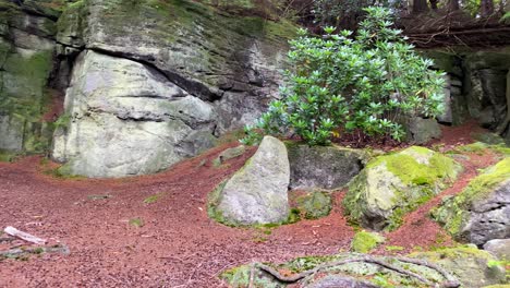 A-mystical-rocky-woodland-crag-with-large-trees-and-moss-covered-rocks,-panning-shot