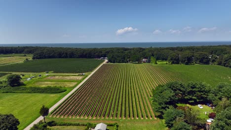 An-aerial-view-of-a-vineyard-in-the-Hamptons,-New-York-on-a-sunny-day