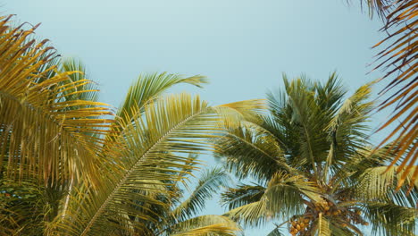 Palm-leaves-in-the-afternoon-light,-gently-swaying-with-the-blue-afternoon-sky-as-a-backdrop