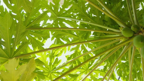 Close-up-shot-from-below-of-a-papaya-tree,-focusing-on-its-green-leaves-with-hanging-papaya-fruits