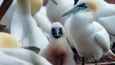 baby-Northern-gannet-face-close-up-in-4k-60fps-slow-motion-taken-at-ile-Bonaventure-in-Percé,-Québec,-Gaspésie,-Canada