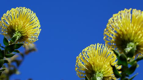 Upwards-view-of-yellow-protea-Leucospermum-cordifolium-flowers-against-blue-sky
