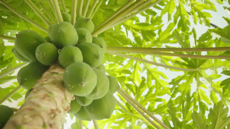 Close-up-of-a-papaya-tree-with-its-vibrant-green-leaves-set-against-a-blue-midday-sky,-partially-revealing-the-tree's-fruits
