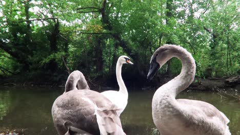 -The-swans-on-the-lake-are-in-London-Park-United-Kingdom