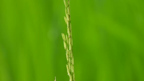 Spider-in-green-grass---rice-grass---gold-