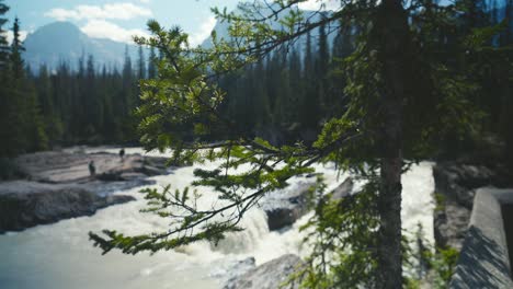 Eine-Nahaufnahme-Einer-Kiefer-Und-Der-Landschaft-Eines-Flusses-Und-Der-Kanadischen-Berge-Des-Yoho-Nationalparks-In-Kanada-An-Einem-Bewölkten-Tag,-Mit-Bergen-Im-Hintergrund