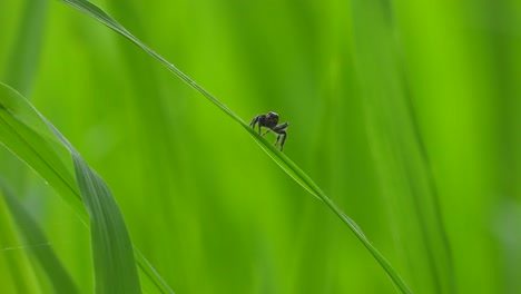 Spider---green-rice-grass---playing---eyes-