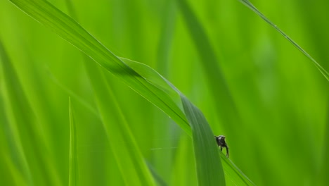 Spider-in-green-grass-rice-