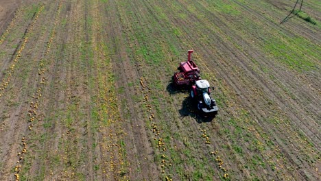 Tractor-Working-On-The-Field-Harvesting-Pumpkins---aerial-shot