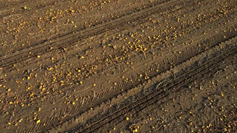 Harvested-Pumpkins-On-Field-With-Tire-Tracks
