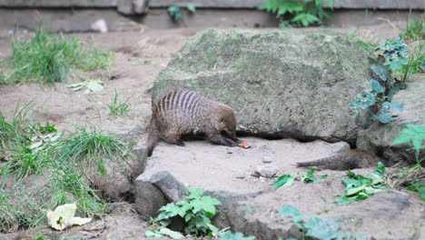 Banded-Mongooses-Play-With-Food-and-Dig-Hole-inside-Enclosure-at-Animal-Park