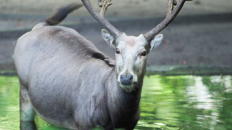 Pere-David's-deer-or-Milu-or-Elaphure-staring-head-close-up-Standing-in-Forest-pond-Looking-at-Camera