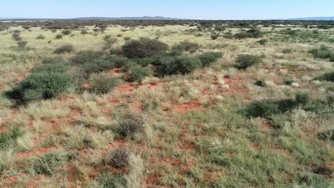 Aerial-view-of-African-savannah-with-scattered-trees-and-grasses-on-red-kalahari-sand,-southern-Africa