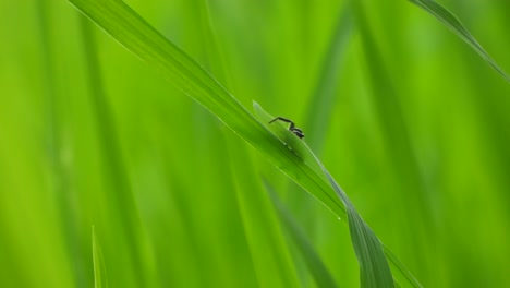 Spider-in-green-grass---rice-grass-