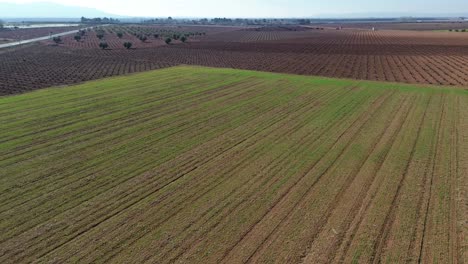Landscape-of-La-Mancha-crop-field-from-drone-view