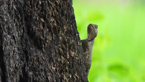 Lizard-in-tree-wafting-for-food--green-
