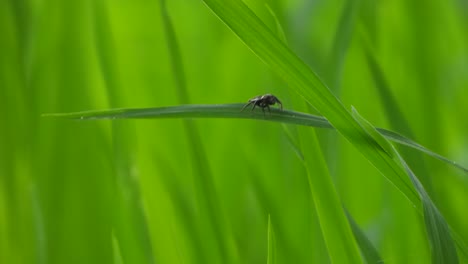 Spider-playing-on-green-grass-rice-grass--green---gold---rice-