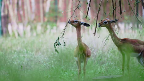 Young-Fawns-or-Calves-of-Gerenuk-Gazelle-Grazing-Eating-Leaves-Trom-Tree-in-Outdoor-Enclosure-on-a-Summer-Day