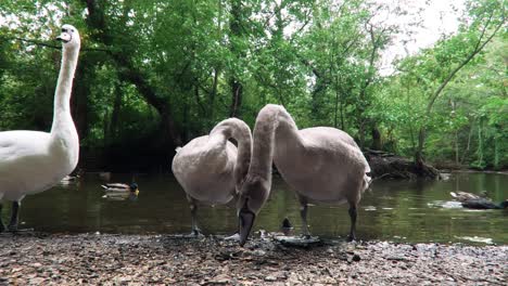 -los-Cisnes-En-El-Lago-Están-En-El-Parque-De-Londres-reino-Unido