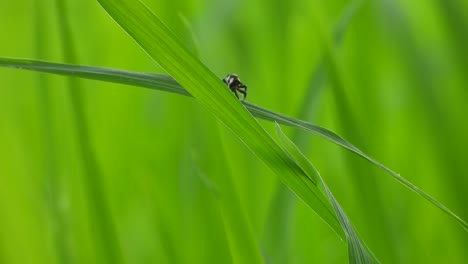 Spinne-Macht-Netz-Im-Reisgras