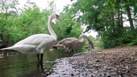-los-Cisnes-En-El-Lago-Están-En-El-Parque-De-Londres-reino-Unido