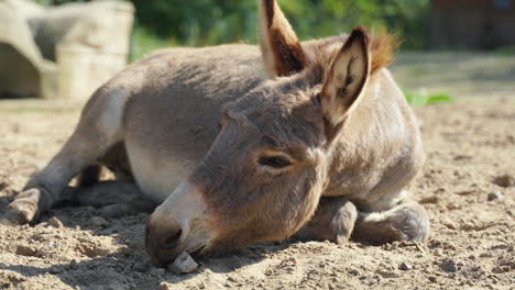 Head-Close-up-of-Grey-Cotentin-Donkey-Resting-Lying-on-Dirt-Soil-in-Animal-Park