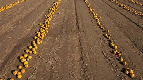 Pumpkins-Lying-On-The-Ground-For-Harvest---aerial-drone-shot