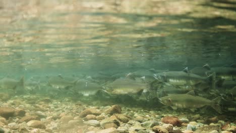 School-of-Pink-salmon-in-a-shallow-stream-in-British-Columbia,-Canada