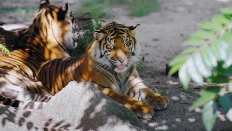 Bengal-Tiger-Paar-Liegt-Im-Schatten,-Ruht-Sich-Gemeinsam-Unter-Dem-Baum-Aus-Und-Starrt-In-Die-Kamera