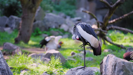 Grey-Crowned-Crane-Preen-Feathers-Standing-on-Stone-on-One-Leg---slow-motion
