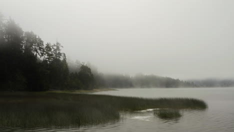 Aerial-view-low-over-reeds-on-a-foggy-lake,-gloomy