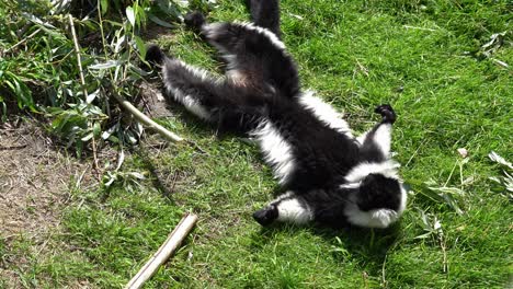 Black-and-white-ruffed-lemur-lying-in-grass-near-bamboo-shoots---High-angle
