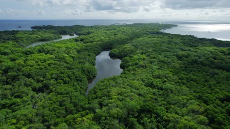 Thick-Mangrove-Forest-and-Water-Bodies-on-Isla-Grande-with-Ocean-Horizon