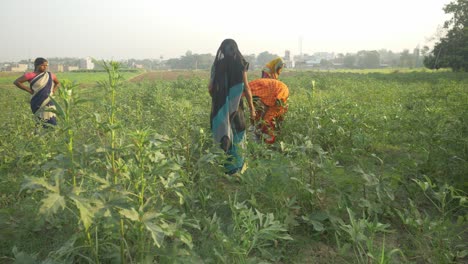 Weitwinkelaufnahme-Indischer-Landarbeiterinnen,-Die-An-Einem-Sommermorgen-Gemüse-Pflücken