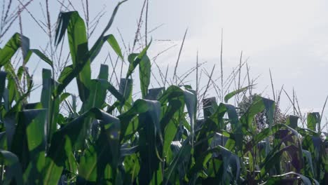 Tops-of-Corn-Stalks-in-Maize-Cornfield-Farm,-Tracking-Shot