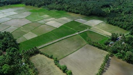 Luftaufnahme-Von-Grünen-Reisfeldern-Mit-Straße,-Das-Schönste-Dorf-Indiens,-Ein-Grenzdorf-In-Palakkad,-Kollengode