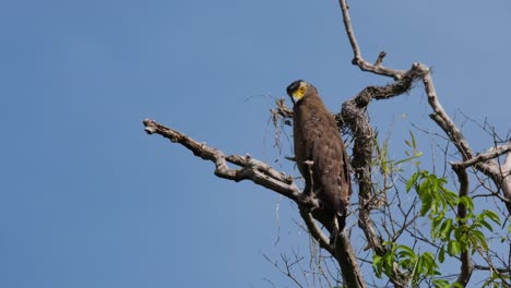 Looking-down-below-from-where-it-was-perching,-a-Crested-Serpent-Eagle-Spilornis-cheela-is-resting-comfortably-on-a-bare-branch-of-a-towering-tree-inside-Kaeng-Krachan-National-Park-in-Thailand