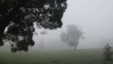 Unheimliches,-Nebliges,-Nebliges-Feld-Mit-Silhouettierten-Bäumen