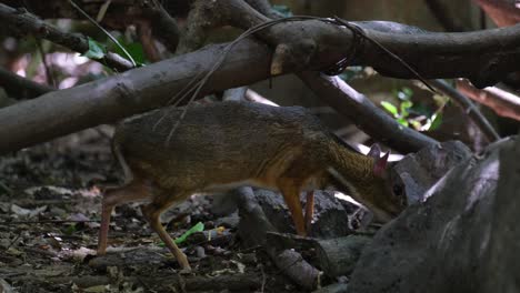Foraging-in-the-forest-floor,-a-Lesser-Mouse-Deer-Tragulus-kanchil-is-looking-for-food-in-the-jungle-of-Kaeng-Krachan-National-Park-in-Phetchaburi-province-in-Thailand
