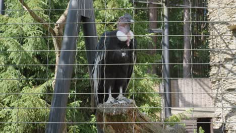 An-Andean-condor-sits-in-a-cage-at-the-Gdańsk-Zoo