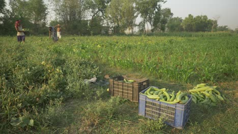 Indian-farm-workers-plucking-and-collecting-fresh-vegetables-for-sale