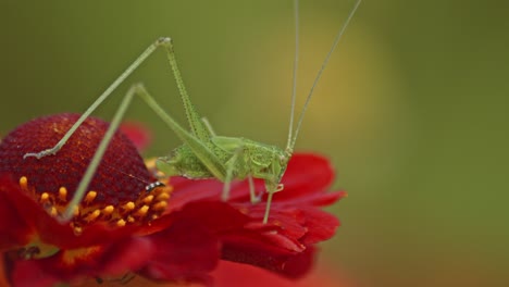 Grasshopper-Eating-The-Petals-Of-A-red-Flower-In-The-Garden