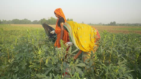 Indische-Landarbeiterinnen-Pflücken-An-Einem-Heißen-Und-Feuchten-Sommermorgen-Gemüse