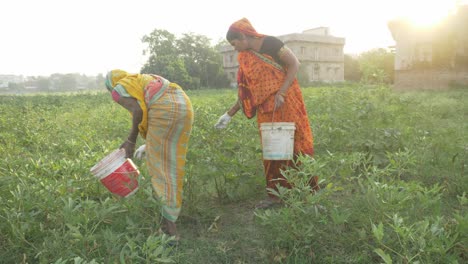 Indische-Landarbeiterinnen-Ernten-Am-Sommermorgen-Bei-Sonnenaufgang-Gemüse